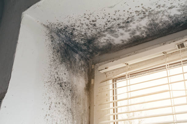 Affordable Mold Cleanup solutions in Port Monmouth, NJ